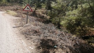 Yol kenarındaki kurumuş ağaç parçaları yangına davetiye çıkartıyor