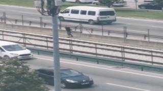 Yolun karşısına geçmek için canını hiçe saydı