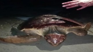 Yumurtlamaya gelen caretta carettayı böyle kaçırdılar