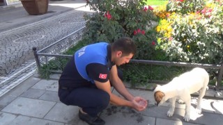 Zabıta memuru susayan köpeğe elleriyle su içirdi