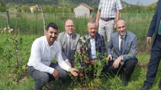 Zonguldakta aronya meyvesinin hasadı gerçekleştirildi
