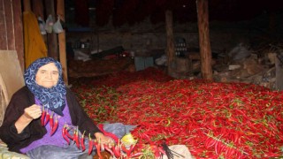 153 yıldır aynı tohumdan acı kırmızıbiber üretiyorlar
