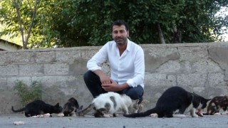 28 yıldır köydeki kedileri elleriyle besliyor