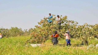 3 bin işçi ile fıstık hasadı