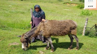 40 yıl önce düğün hediyesi olarak verilen eşek, can yoldaşları oldu