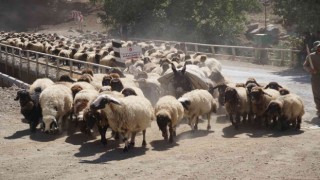 5 aydır yaylada olan göçerler dönüş yolunda