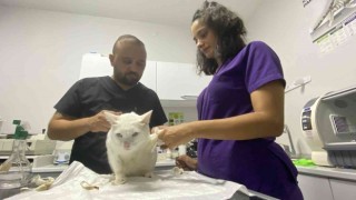 7. kattan düşen kedi; damağı patlayarak ölümden döndü