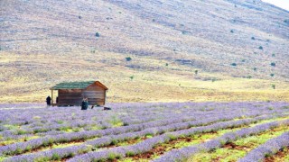 Afşinin aromatik yağları ve kozmetik ürünleri İngiltere yolcusu