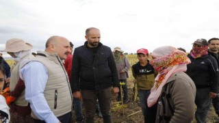 Ağrıda ayçiçeği üreticiliği yaygınlaşıyor