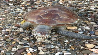 Alanya sahilinde ölü caretta caretta bulundu