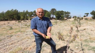 Alıç bahçesini traktörle sürüp tahrip ettiler