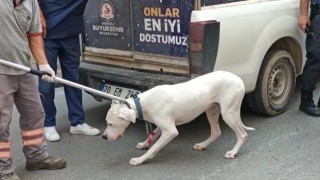 Alkollü sürücünün polisi ısıran köpeğine el konuldu