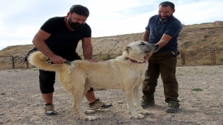 Anadolu aslanları kış öncesi çelik zırhlarını giyiyor