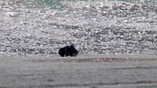Anne ve yavru ayıların Munzurlarda kameraya yansıyan neşeli anları belgeselleri aratmadı