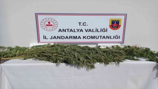 Antalyada 17 kök kenevir ele geçirildi