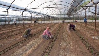 Antalyada 62 milyon 500 bin domates fidesi toprakla buluşuyor