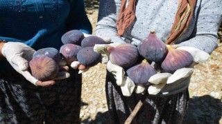 Antalyada 800 rakımlı köyde incir hasadı başladı