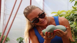 Antalyada yılın ilk mango hasadı Ivana Sertten