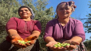 Antalyada zeytin hasadı başladı