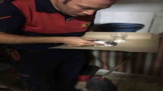 Apartmanın havalandırma boşluğunda mahsur kalan kedi yavrusu kurtarıldı