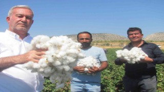 Araban Ovasında beyaz altın hasadı başlandı