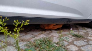 Araç altına sıkışan yavru köpeği itfaiye ekipleri kurtardı