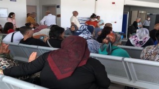 Arı uçağa 1 saat rötar yaptırdı