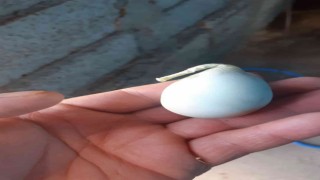 Armuda benzeyen mavi yumurta görenleri şaşırttı