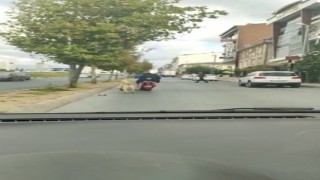 Arnavutköyde köpeği motosikletine bağlayarak götüren şahsa tepki