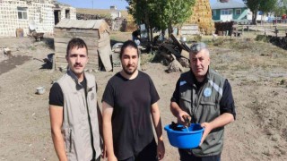 Arpaçayda bulunan Kerkenez kuşu tedavi altına alındı
