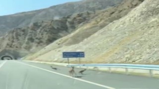 Artvinde Dağ Keçisi ailesi karayolunda görüntülendi