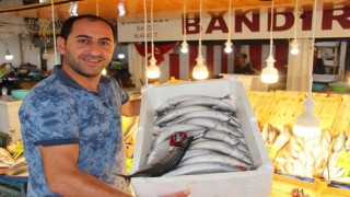 Av yasağı sona erdi, tezgahlarda palamut bollaştı