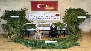 Aydın İl Jandarma Komutanlığı uyuşturucuya geçit vermiyor