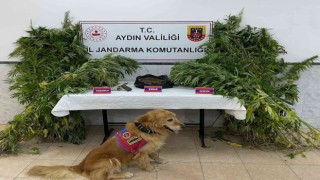Aydında bir haftada 6 uyuşturucu taciri tutuklandı