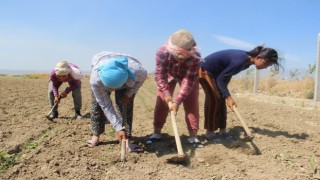 Aydında çiftçi yaşı yükselmeye devam ediyor