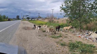 Aydınlı çobanlar sokak köpeği sorunlarının çözülmesini bekliyor