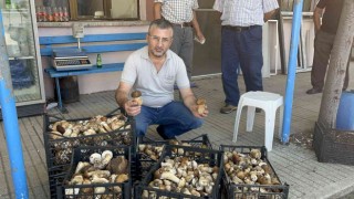Ayı mantarı köylünün gelir kapısı oldu