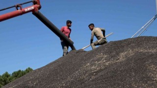 Bafrada ayçiçeği alımları başladı