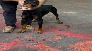 Bağcılarda, motosikletiyle köpeği peşinden koşturan şahıs yakalandı