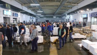 Balık mezadında kasalar dolusu palamut kapış kapış satıldı