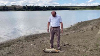 Balıklar kıyıya vurdu, ölüm iddiaları korkuttu