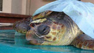 Başından yaralanan caretta caretta tedavi altına alındı