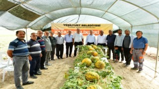 Başkan Çınar, kavun hasadına katıldı
