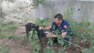 Bataklıkta keçi kurtarma operasyonu