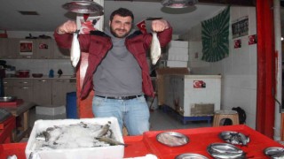 Batı Karadenizde palamut bolluğu yaşanırken, Doğu Karadenizli balıkçılar ise beklemede