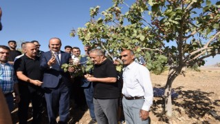 Batmanda fıstık hasadı etkinliği düzenlendi