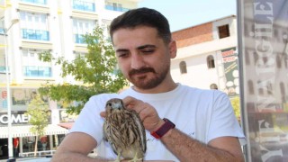 Batmanda yaralı kerkenez duyarlı vatandaş tarafından tedavi edildi