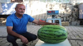 Batmanlı çiftçi yetiştirdiği 53 kilo 300 gramlık karpuzuyla Diyarbakıra rakip oldu