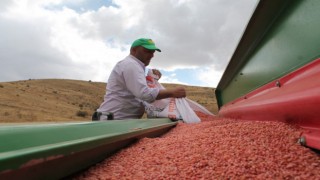 Bayburtta ata tohumu kırık buğdaylar toprakla buluşuyor