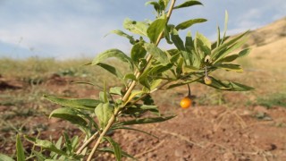 Bayburtta goji berry fideleri meyve vermeye başladı